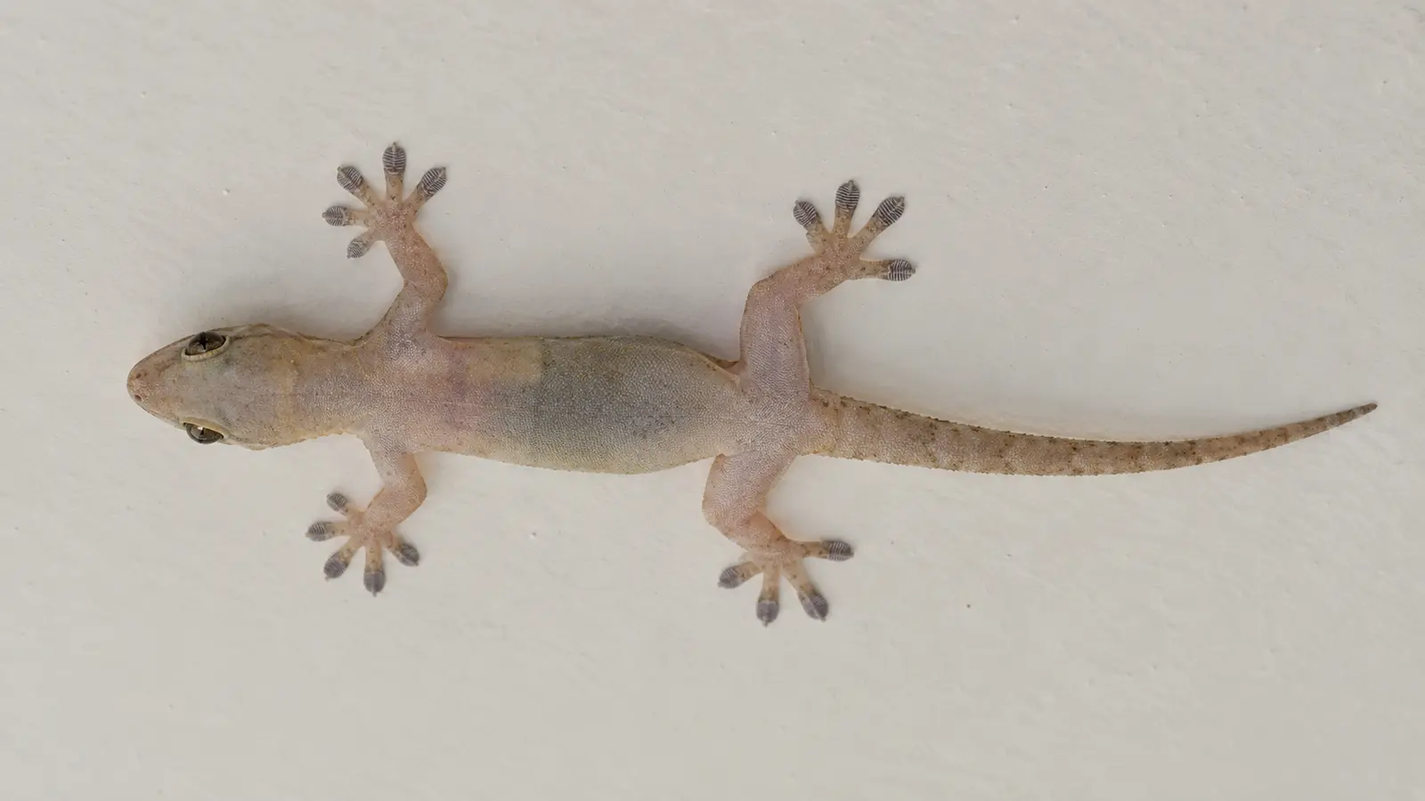 Gecko clinging upside down with its adhesive toe pads visible