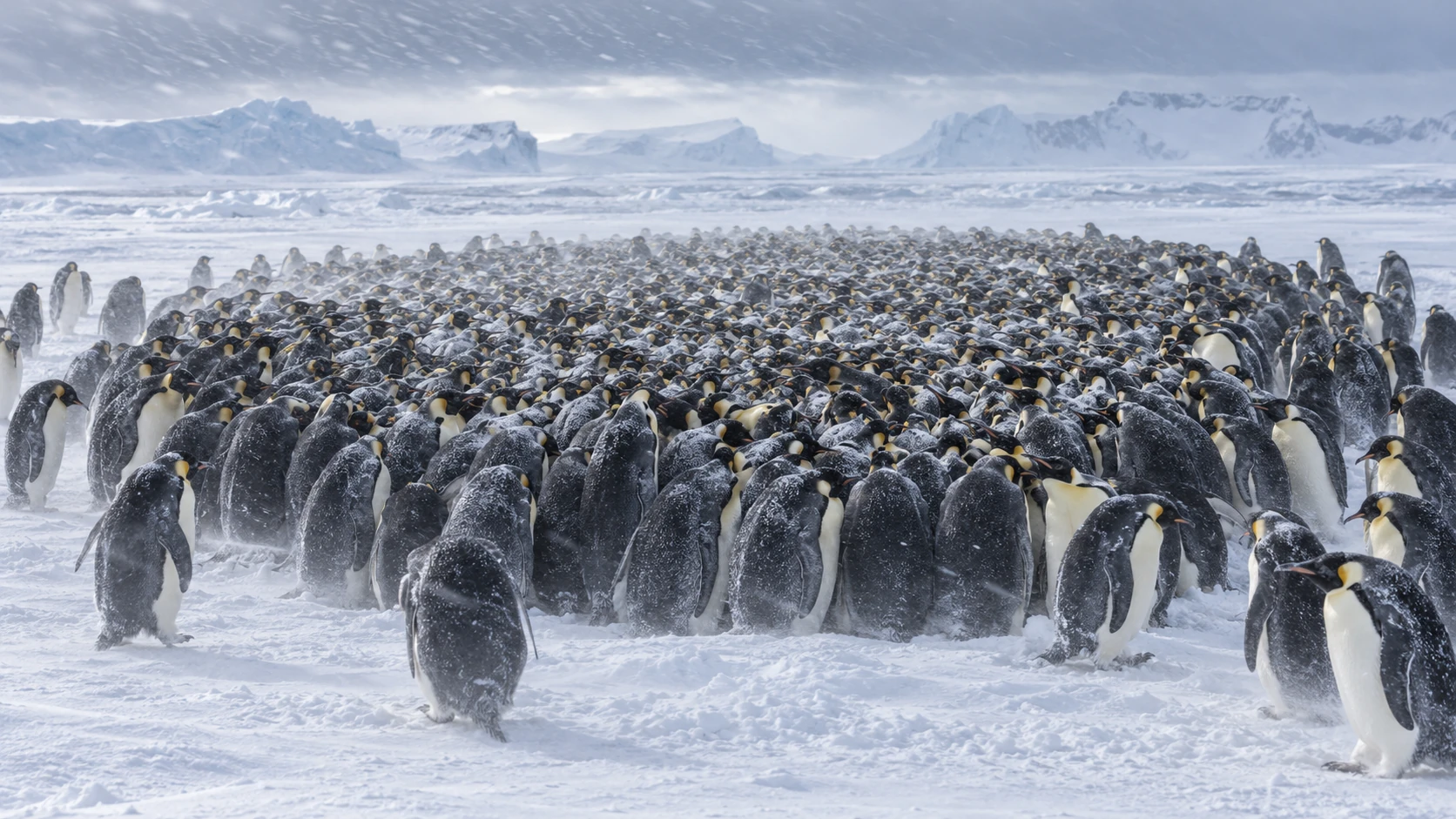 Emperor penguins packed together in a huddle on Antarctic sea ice