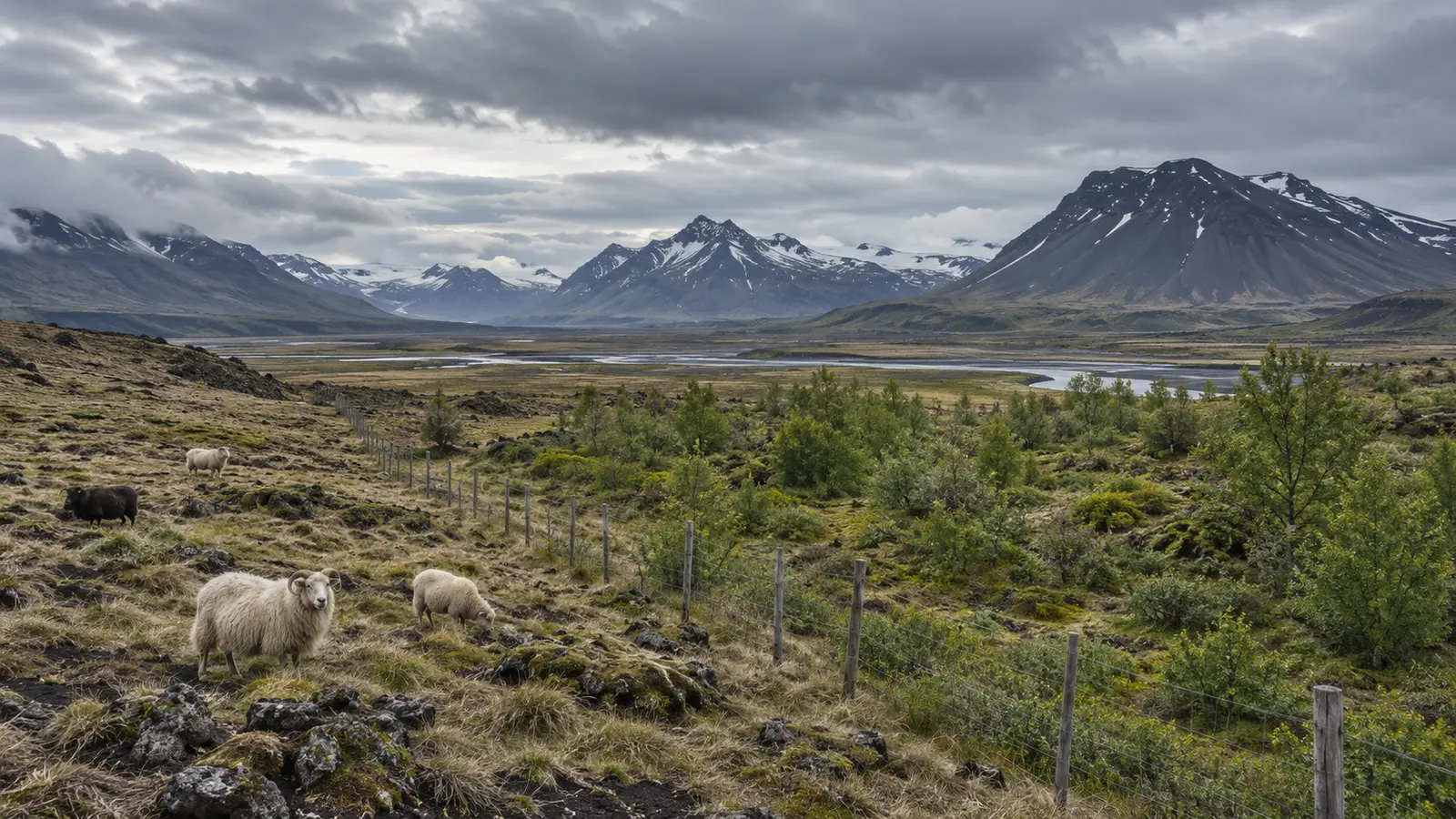 Treeless Icelandic landscape beside a protected area of young birch woodland
